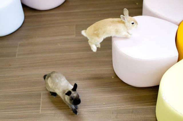 รูปภาพ:http://animalcafes.com/pix/800-ike-mimi5.jpg