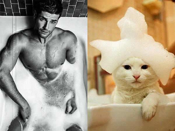 รูปภาพ:http://www.hintmag.com/blog/dec14/cats-that-look-like-male-models/cats-male-models-41-sm.jpg