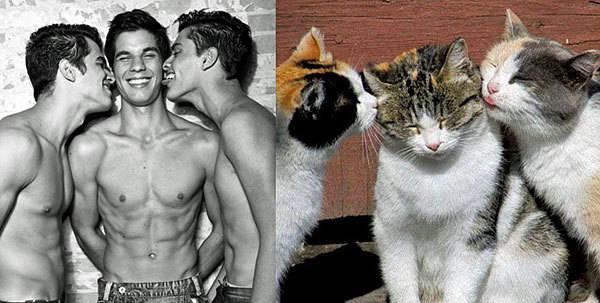 รูปภาพ:http://www.hintmag.com/blog/dec14/cats-that-look-like-male-models/cats-male-models-42-sm.jpg