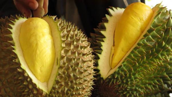 รูปภาพ:http://www.mthai.com/en/wp-content/uploads/2015/04/durian_nytimes.jpg