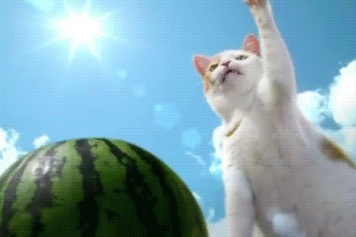 รูปภาพ:http://img.pandawhale.com/60763-Karate-cat-watermelon-fruit-ni-rGiI.gif