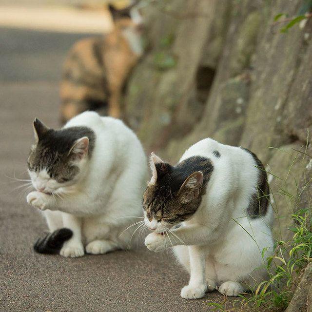 รูปภาพ:http://static.boredpanda.com/blog/wp-content/uploads/2016/06/tokyo-stray-cat-photography-busanyan-masayuki-oki-japan-a43-57616a6c4b6d8__700.jpg