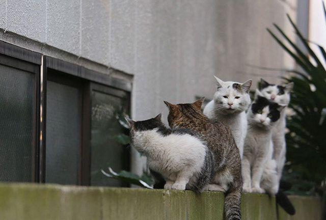 รูปภาพ:http://static.boredpanda.com/blog/wp-content/uploads/2016/06/tokyo-stray-cat-photography-busanyan-masayuki-oki-japan-a25-57616a39efdd9__700.jpg