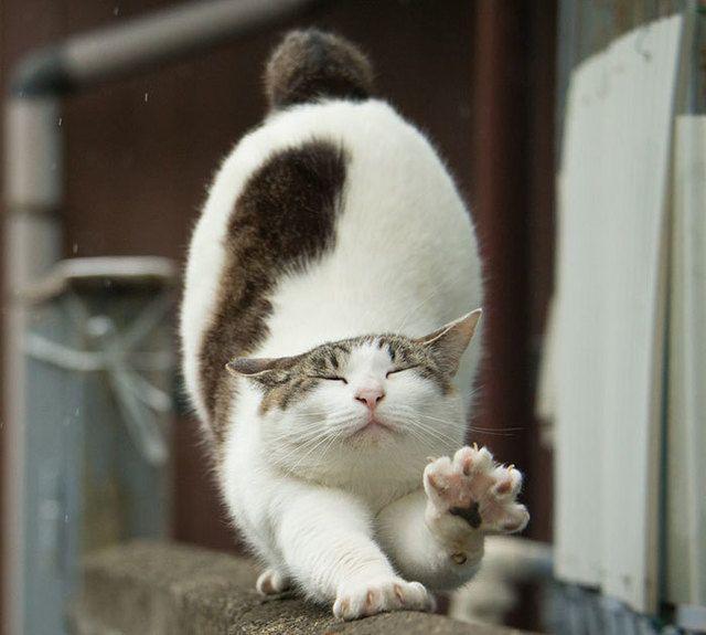 รูปภาพ:http://static.boredpanda.com/blog/wp-content/uploads/2016/06/tokyo-stray-cat-photography-busanyan-masayuki-oki-japan-a50.jpg