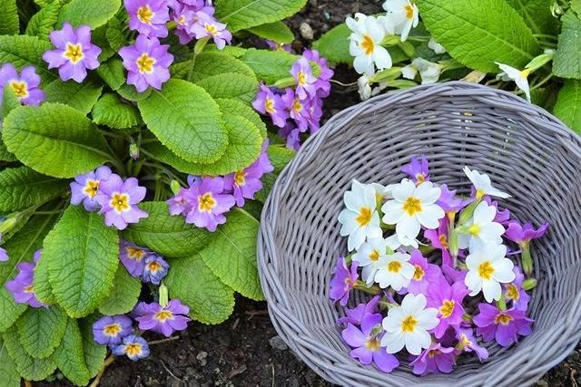 รูปภาพ:http://lovelygreens.com/wp-content/uploads/2014/04/primroses.jpg