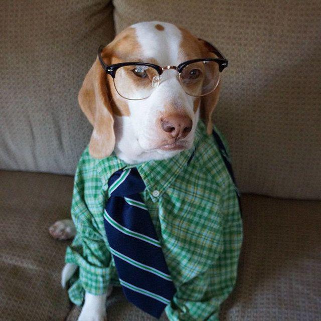 รูปภาพ:http://static.boredpanda.com/blog/wp-content/uploads/2016/08/dressed-up-dog-costume-beagle-maymothedog-21-579f595bbd031__700.jpg