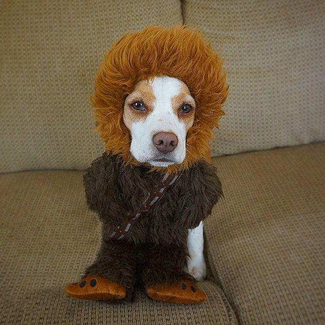 รูปภาพ:http://static.boredpanda.com/blog/wp-content/uploads/2016/08/dressed-up-dog-costume-beagle-maymothedog-23-579f5960cab0f__700.jpg