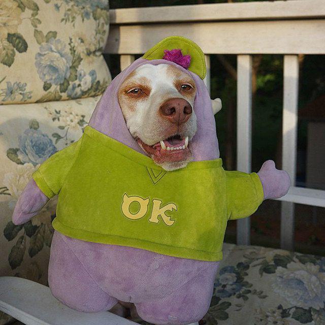 รูปภาพ:http://static.boredpanda.com/blog/wp-content/uploads/2016/08/dressed-up-dog-costume-beagle-maymothedog-17-579f5951ae852__700.jpg