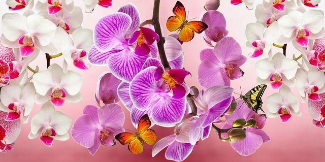 รูปภาพ:https://pixabay.com/static/uploads/photo/2015/07/29/21/26/orchids-866609_960_720.jpg