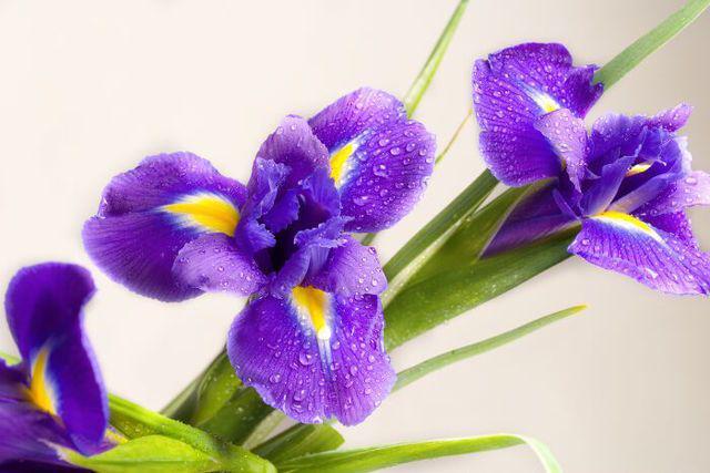 รูปภาพ:http://www.flowermeaning.com/flower-pics/Iris-Meaning.jpg