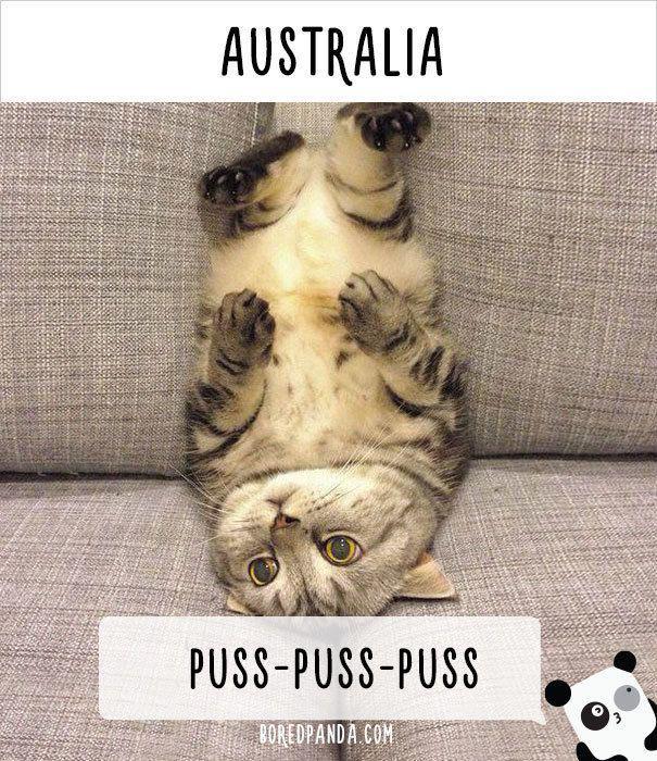 รูปภาพ:http://static.boredpanda.com/blog/wp-content/uploads/2016/08/how-people-call-cats-in-australia.jpg