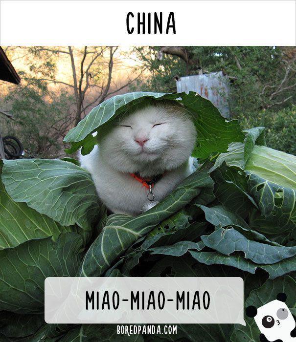 รูปภาพ:http://static.boredpanda.com/blog/wp-content/uploads/2016/08/how-people-call-cats-in-china.jpg