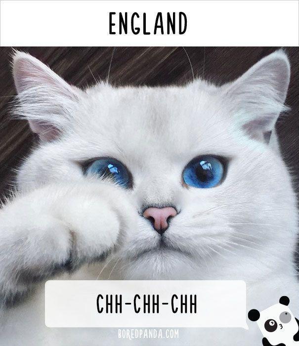 รูปภาพ:http://static.boredpanda.com/blog/wp-content/uploads/2016/08/how-people-call-cats-in-england.jpg