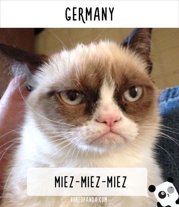 รูปภาพ:http://static.boredpanda.com/blog/wp-content/uploads/2016/08/how-people-call-cats-in-germany.jpg