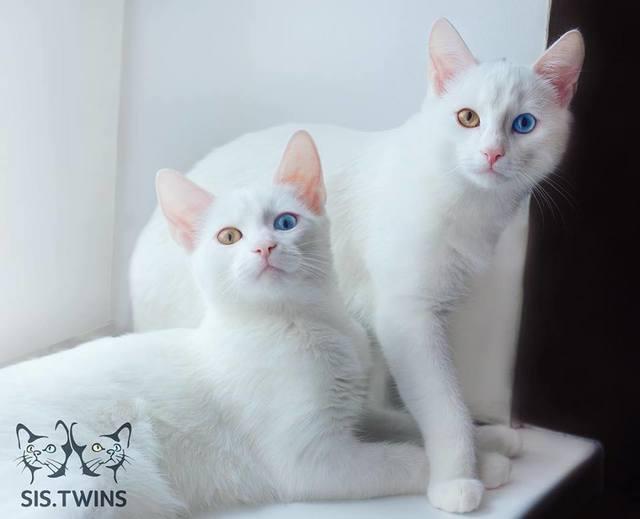 รูปภาพ:http://www.catdumb.com/wp-content/uploads/2016/05/Twin-Cat13.jpg