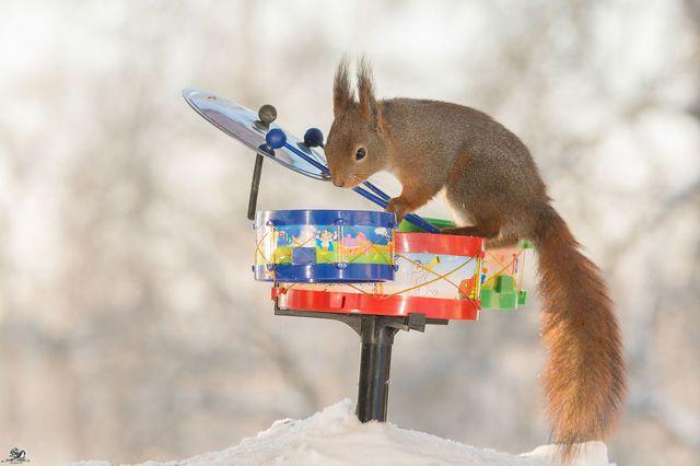 รูปภาพ:http://static.boredpanda.com/blog/wp-content/uploads/2016/02/i-have-shot-photos-from-wild-red-squirrels-with-tiny-music-instruments-this-half-year-12__880.jpg