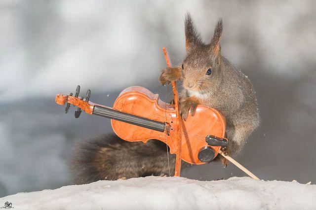 รูปภาพ:http://static.boredpanda.com/blog/wp-content/uploads/2016/02/i-have-shot-photos-from-wild-red-squirrels-with-tiny-music-instruments-this-half-year-2__880.jpg