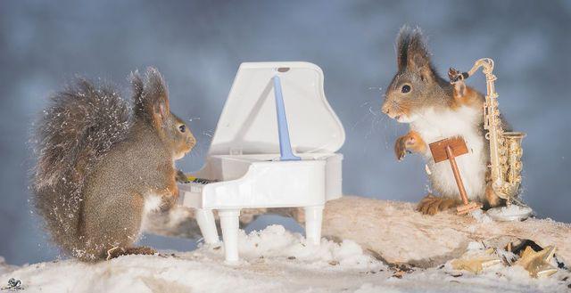 รูปภาพ:http://static.boredpanda.com/blog/wp-content/uploads/2016/02/i-have-shot-photos-from-wild-red-squirrels-with-tiny-music-instruments-this-half-year-9__880.jpg