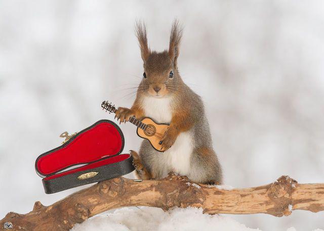 รูปภาพ:http://static.boredpanda.com/blog/wp-content/uploads/2016/02/i-have-shot-photos-from-wild-red-squirrels-with-tiny-music-instruments-this-half-year__880.jpg