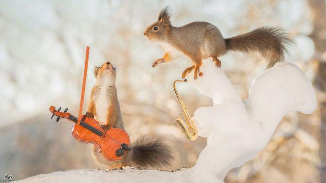 รูปภาพ:http://static.boredpanda.com/blog/wp-content/uploads/2016/02/i-have-shot-photos-from-wild-red-squirrels-with-tiny-music-instruments-this-half-year-13__880.jpg