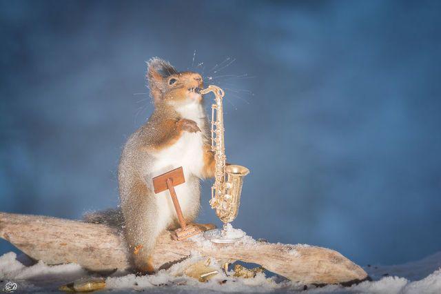 รูปภาพ:http://static.boredpanda.com/blog/wp-content/uploads/2016/02/i-have-shot-photos-from-wild-red-squirrels-with-tiny-music-instruments-this-half-year-4__880.jpg