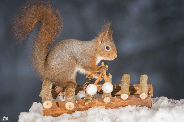 รูปภาพ:http://static.boredpanda.com/blog/wp-content/uploads/2016/02/i-have-shot-photos-from-wild-red-squirrels-with-tiny-music-instruments-this-half-year-6__880.jpg
