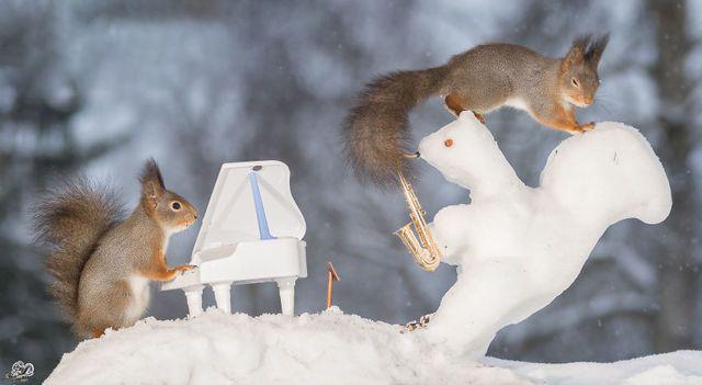 รูปภาพ:http://static.boredpanda.com/blog/wp-content/uploads/2016/02/i-have-shot-photos-from-wild-red-squirrels-with-tiny-music-instruments-this-half-year-11__880.jpg