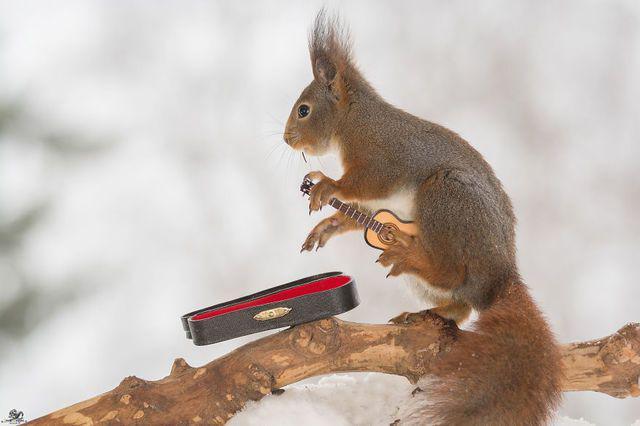 รูปภาพ:http://static.boredpanda.com/blog/wp-content/uploads/2016/02/i-have-shot-photos-from-wild-red-squirrels-with-tiny-music-instruments-this-half-year-16__880.jpg