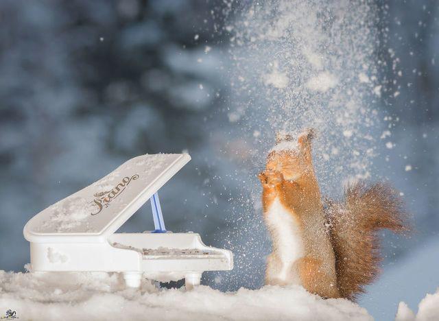 รูปภาพ:http://static.boredpanda.com/blog/wp-content/uploads/2016/02/i-have-shot-photos-from-wild-red-squirrels-with-tiny-music-instruments-this-half-year-14__880.jpg