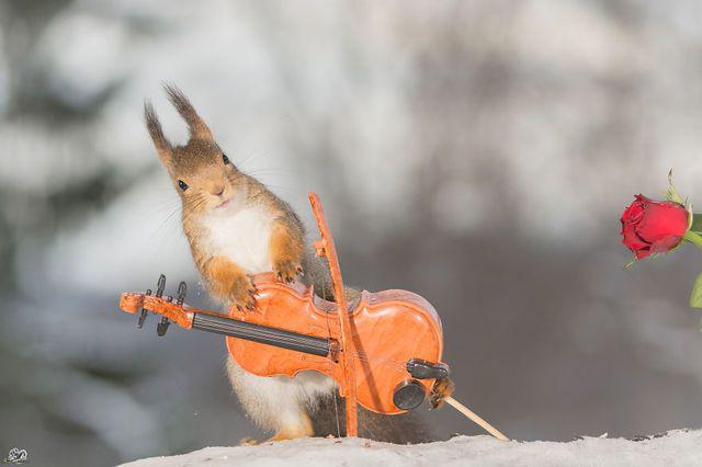 รูปภาพ:http://static.boredpanda.com/blog/wp-content/uploads/2016/02/i-have-shot-photos-from-wild-red-squirrels-with-tiny-music-instruments-this-half-year-5__880.jpg