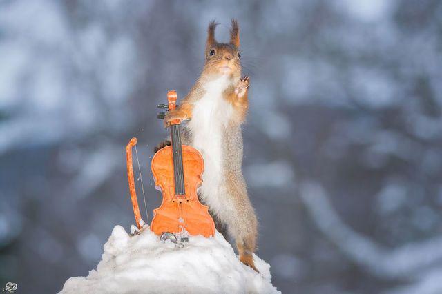 รูปภาพ:http://static.boredpanda.com/blog/wp-content/uploads/2016/02/i-have-shot-photos-from-wild-red-squirrels-with-tiny-music-instruments-this-half-year-8__880.jpg