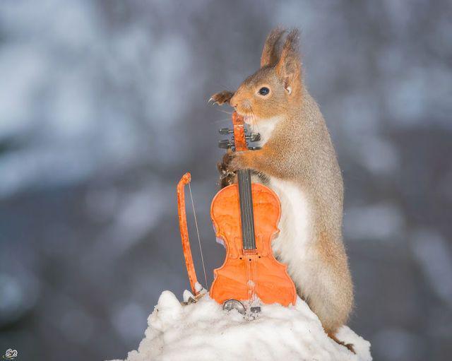 รูปภาพ:http://static.boredpanda.com/blog/wp-content/uploads/2016/02/i-have-shot-photos-from-wild-red-squirrels-with-tiny-music-instruments-this-half-year-3__880.jpg