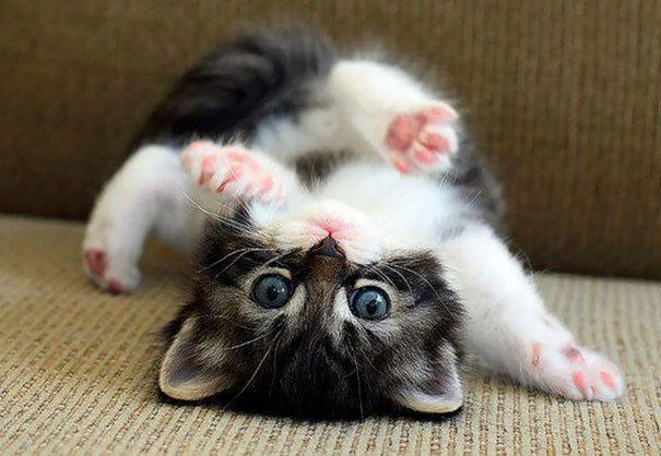 รูปภาพ:http://static.boredpanda.com/blog/wp-content/uploads/2016/08/cute-kittens-31-57b30ad5ccbc8__605.jpg