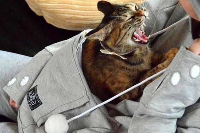 รูปภาพ:http://onemorepost.com/wp-content/uploads/2015/05/hoodie-cat-pouch-pocket-sweatshirt-mewgaroo-7.jpg