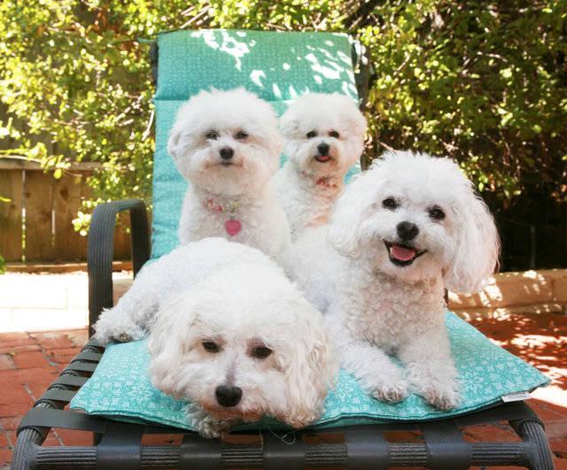 รูปภาพ:http://www.pet365.co.uk/blog/wp-content/uploads/Bichon-Frise-2.jpg