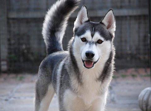 รูปภาพ:http://www.breedia.com/uploads/dogs/siberian-husky/photos/siberian-husky-51a58843-3eb7-49f2-91f7-c9d57f308280.jpg