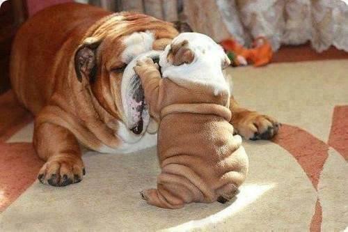 รูปภาพ:http://racas.org/wp-content/gallery/bulldog-fotos-pequenas/bulldog-filhote-sacaneando-a-mae-cadela.jpg