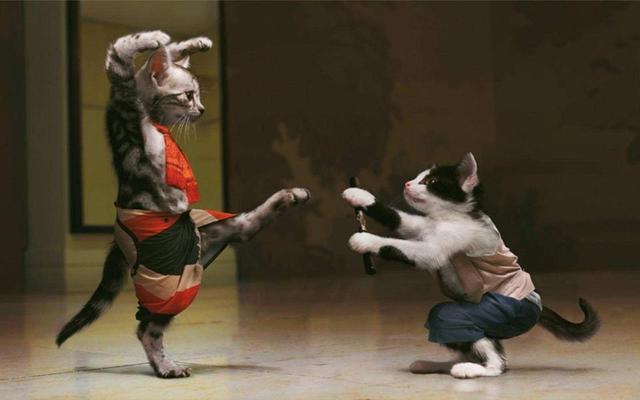 รูปภาพ:https://jokesjourney.files.wordpress.com/2014/08/funny_karate_cat.jpg