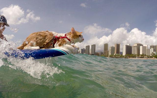 รูปภาพ:http://i.telegraph.co.uk/multimedia/archive/03541/kuli-cat-surfing-w_3541369k.jpg
