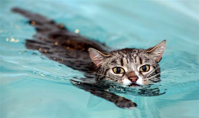 รูปภาพ:http://media1.s-nbcnews.com/j/MSNBC/Components/Photo/_new/tdy-110627-swim-cat-1-12p.grid-8x2.jpg