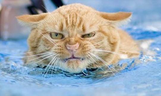 รูปภาพ:http://www.heapsoffun.com/pictures/20110521/funny_cat_doing_water_sports_1007.jpg