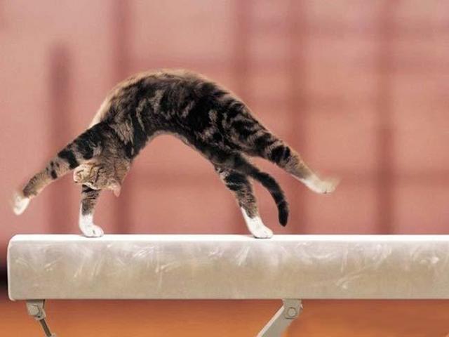 รูปภาพ:http://media.boreme.com/post_media/2008/gymnastic-cat.jpg