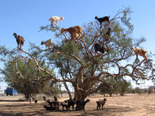 รูปภาพ:http://www.mayflowerbeautyshop.com/images/Active/arganoil/goats-on-tree1.jpg