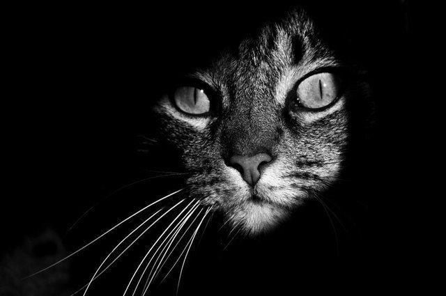 รูปภาพ:http://static.boredpanda.com/blog/wp-content/uploads/2016/08/mysterious-cat-photography-black-and-white-1-57bffb43091ee__880.jpg