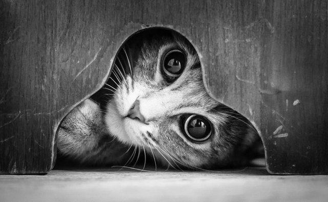 รูปภาพ:http://static.boredpanda.com/blog/wp-content/uploads/2016/08/mysterious-cat-photography-black-and-white-4-57bffae0ec27f__880.jpg