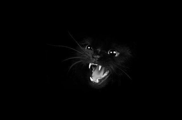 รูปภาพ:http://static.boredpanda.com/blog/wp-content/uploads/2016/08/mysterious-cat-photography-black-and-white-60-57c03e9752c9d__880.jpg