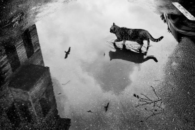 รูปภาพ:http://static.boredpanda.com/blog/wp-content/uploads/2016/08/mysterious-cat-photography-black-and-white-51-57c0399baf8ba__880.jpg