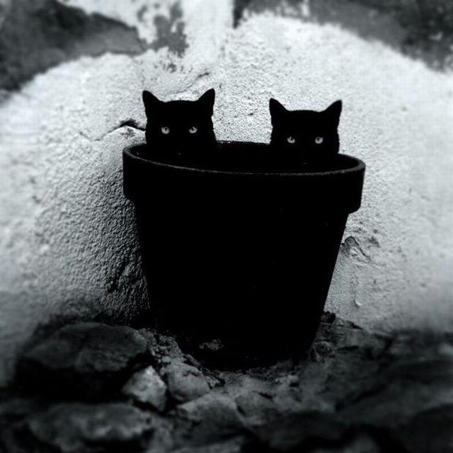รูปภาพ:http://static.boredpanda.com/blog/wp-content/uploads/2016/08/mysterious-cat-photography-black-and-white-67-57c582ace3860__880.jpg