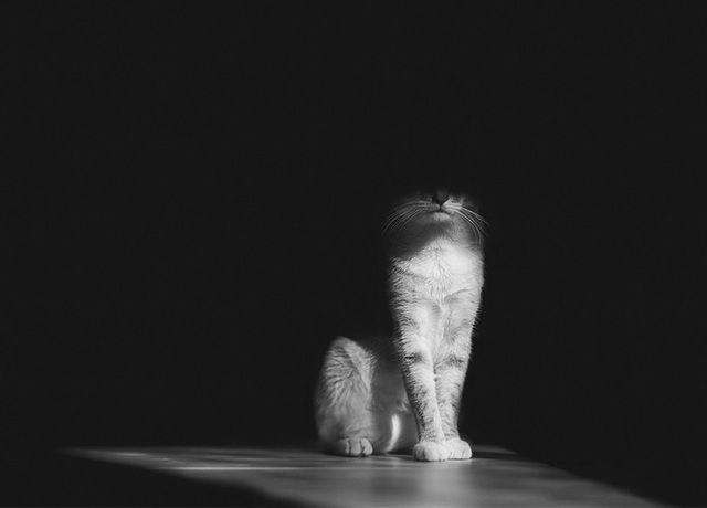 รูปภาพ:http://static.boredpanda.com/blog/wp-content/uploads/2016/08/mysterious-cat-photography-black-and-white-28-57bffb1762bfc__880.jpg
