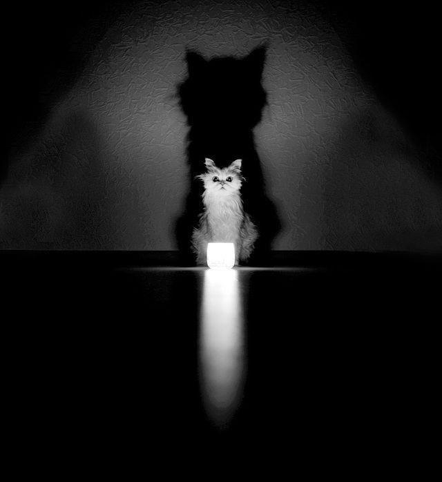 รูปภาพ:http://static.boredpanda.com/blog/wp-content/uploads/2016/08/mysterious-cat-photography-black-and-white-68-57c5830d775b6__880.jpg